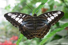 Blauer Segler (Parthenos sylvia) im Zoo Krefeld