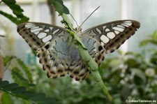 Unterseite des Blauen Seglers (Parthenos sylvia) im Zoo Krefeld