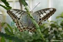 Parthenos sylvia