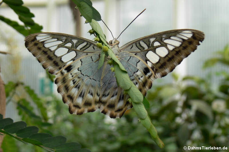 Parthenos sylvia