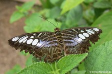 Blauer Segler (Parthenos sylvia) im Zoo Krefeld