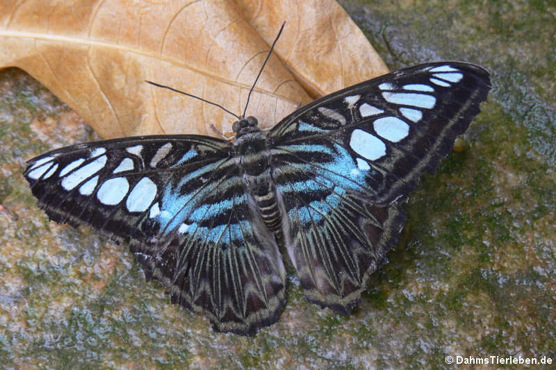 Blauer Segler (Parthenos sylvia)