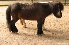 Shetlandpony im Zoo Krefeld