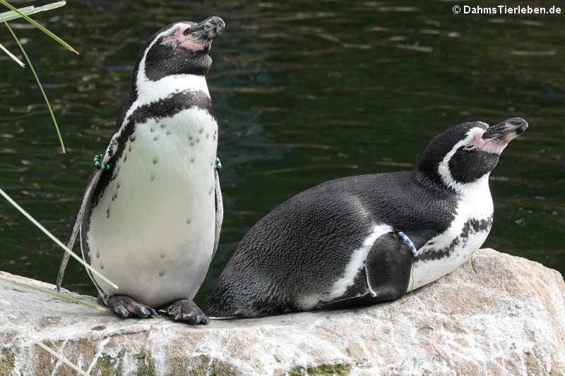 Humboldt-Pinguine (Spheniscus humboldti)