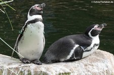 Humboldtpinguine (Spheniscus humboldti) im Zoo Krefeld