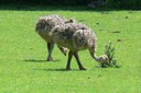 Struthio camelus australis