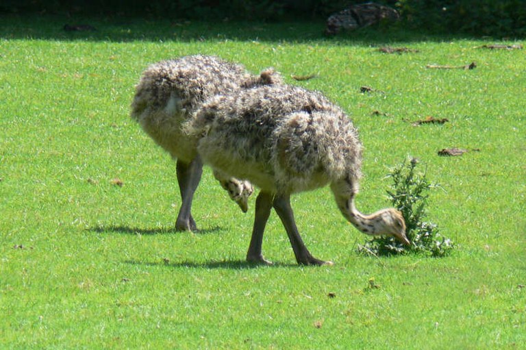 Struthio camelus australis