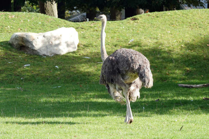 Südafrikanischer Blauhalsstrauß (Struthio camelus australis)