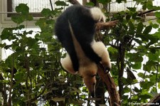 Südlicher Tamandua (Tamandua tetradactyla) im Zoo Krefeld