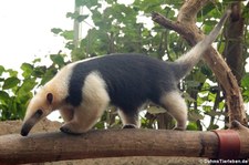 Südlicher Tamandua (Tamandua tetradactyla) im Zoo Krefeld