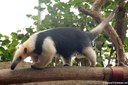 Tamandua tetradactyla