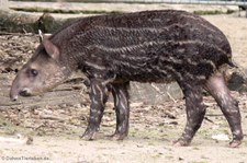 Junger Flachlandtapir (Tapirus terrestris) im Zoo Krefeld