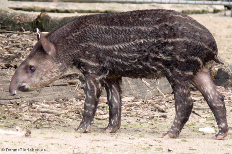 Junger Flachlandtapir (Tapirus terrestris)