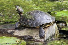 Rotwangen-Schmuckschildkröte (Trachemys scripta elegans) im Zoo Krefeld