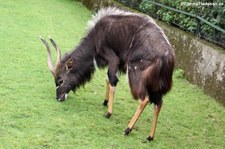 Männlicher Nyala (Tragelaphus angasii) im Zoo Krefeld