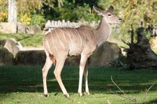 Weiblicher Großer Kudu (Tragelaphus strepsiceros) im Zoo Krefeld