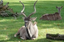 Große Kudus (Tragelaphus strepsiceros) im Zoo Krefeld