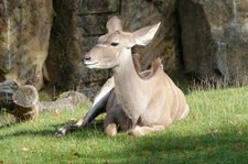 Weiblicher Großer Kudu (Tragelaphus strepsiceros) im Zoo Krefeld