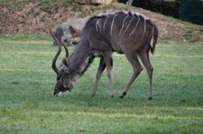 Männlicher Großer Kudu (Tragelaphus strepsiceros) im Zoo Krefeld