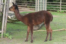 Alpaka (Vicugna vicugna f. pacos) im Zoo Krefeld