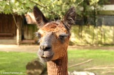 Alpaka (Vicugna vicugna f. pacos) im Zoo Krefeld