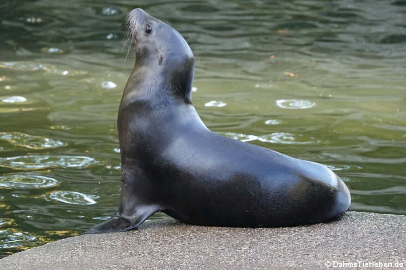 Kalifornischer Seelöwe (Zalophus californianus)