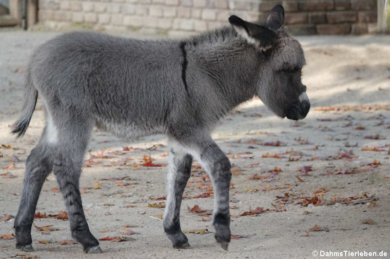 Zwergesel-Nachwuchs (Equus africanus f. asinus)