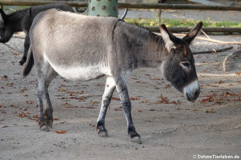 Zwergesel (Equus africanus f. asinus)