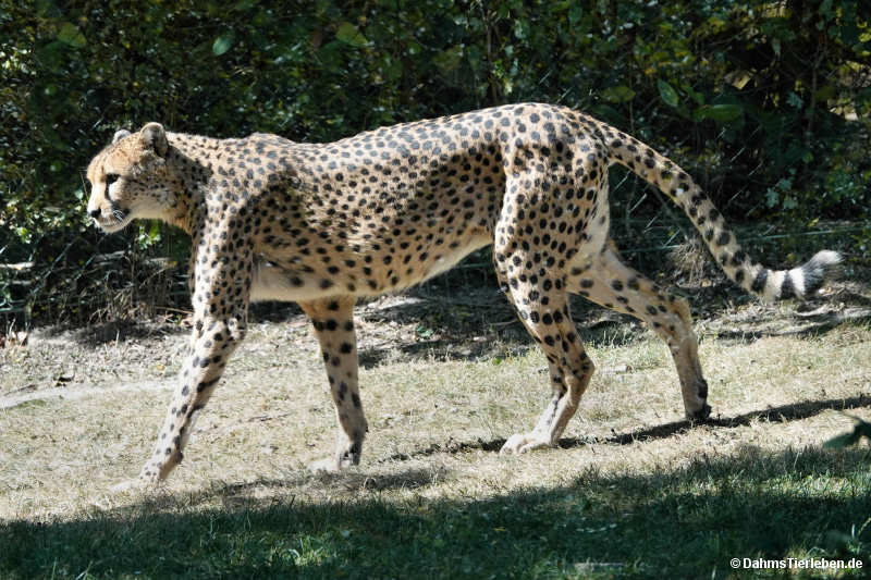Acinonyx jubatus jubatus