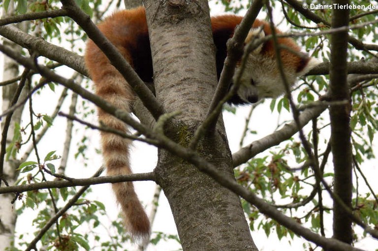 Ailurus fulgens