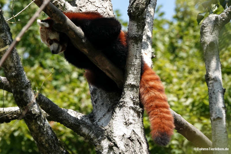 Ailurus fulgens