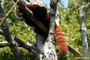 Ailurus fulgens