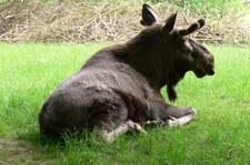 Eurasischer Elch (Alces alces alces) im Opel-Zoo Kronberg