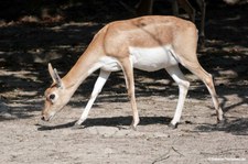 Antilope cervicapra-2