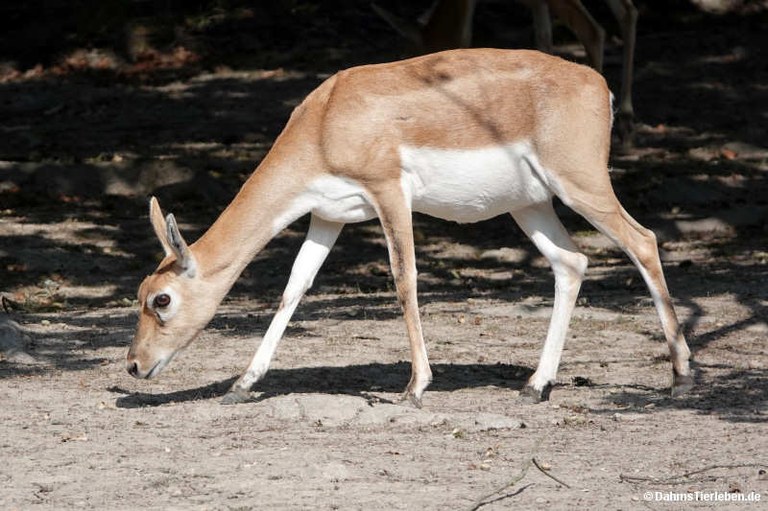 Antilope cervicapra