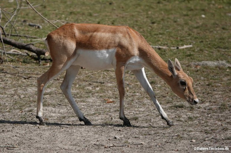 Antilope cervicapra