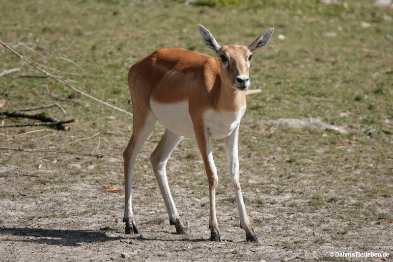 Antilope cervicapra