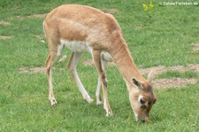 Hirschziegenantilope (Antilope cervicapra) im Opel-Zoo Kronberg