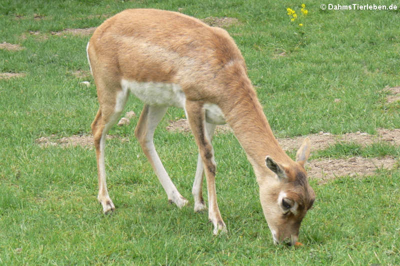 Antilope cervicapra (Hirschziegenantilope)