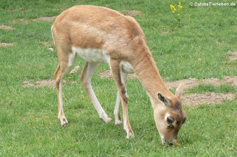 Antilope cervicapra