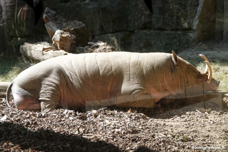 Molukken-Hirscheber Babyrousa babyrussa-1