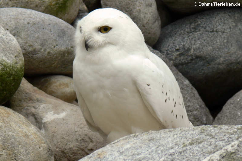 Bubo scandiacus