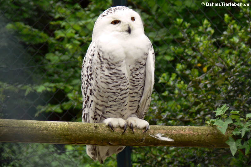 Schnee-Eule (Bubo scandiacus)