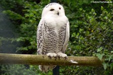 Schnee-Eule (Bubo scandiacus) im Opel-Zoo Kronberg