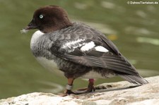 Bucephala islandica-2