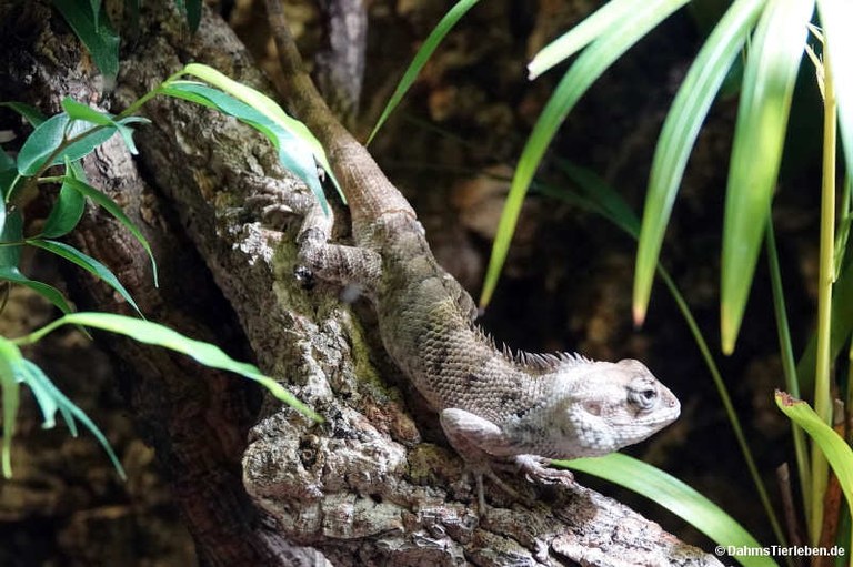 Calotes versicolor