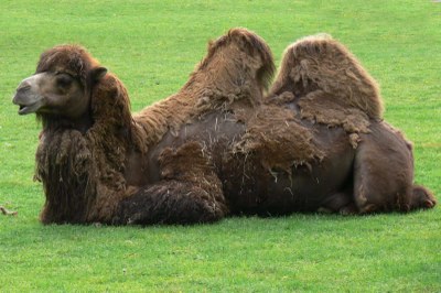 Camelus bactrianus (Trampeltier)