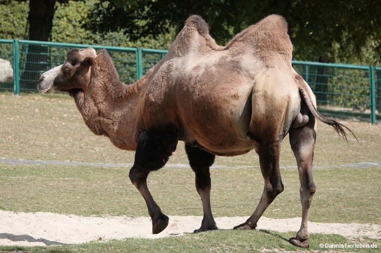 Camelus bactrianus