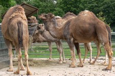 Dromedare (Camelus dromedarius) im Opel-Zoo Kronberg