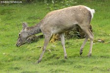 Bucharahirsch (Cervus elaphus bactrianus) im Opel-Zoo Kronberg